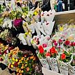オーストラリアも日本と同様５月が母の日です。１週間前から店頭に並ぶ花の数がぐんと増えてきます。