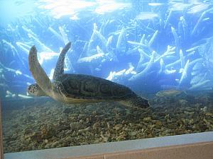アオウミガメ観光保護センター