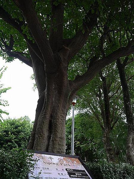 台北市に保護指定されている「刺桐」の木