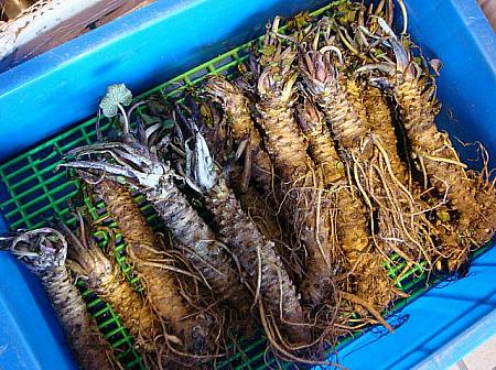 台湾唯一のワサビの産地で、しかも香り高いと評判の阿里山ワサビ。ヌガーや豆菓子シリーズでもありました