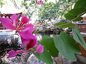 「羊蹄甲」というピンクの大振りな花が咲く木。<br> 葉っぱの形が羊の蹄みたいでしょ。