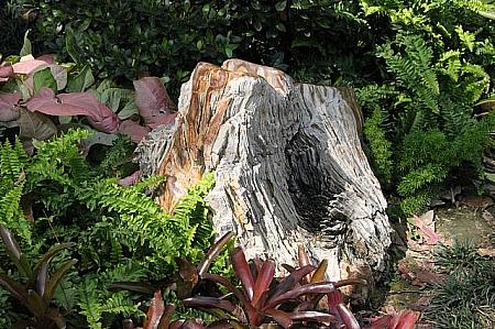 「億年木化石景観エリア」では石になった木がありました