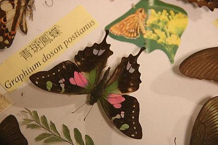レストラン横には、珍しい蝶や昆虫の展示もあります