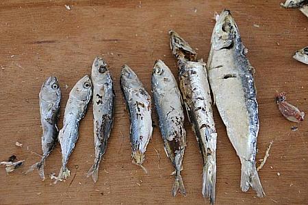 左から黒美人魚2尾（数が少ないので一番高級）、撕破魚2尾、丁香魚（シラス）、臭肉魚、沙丁魚