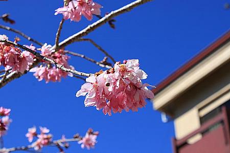 桜の季節はいかが？