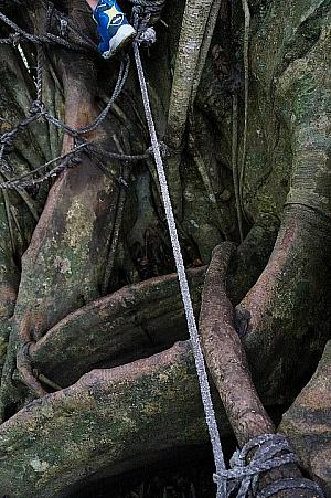 ナビが一番怖かったのはココ！樹の根は滑るので、この一本のロープを渡ります