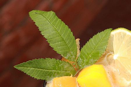 パッションフルーツの香りがするという「萬寿菊（千寿菊）」の葉。ハーブティーとして飲んでもいいそうです