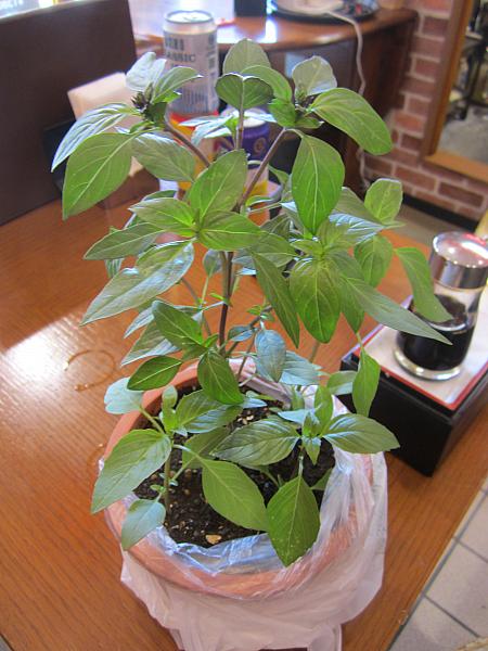 観葉植物かと思ったら、なんと台湾バジル！<br>これもお客さんからのプレゼントだそうです