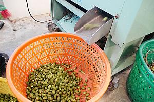 収穫されたばかりのビンロウの実を民宿の中にある機械で枝と実を取り分けます。こんな光景が見られるのも、元民家ならでは