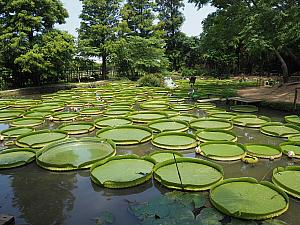 大王蓮の池は一番奥にあります。