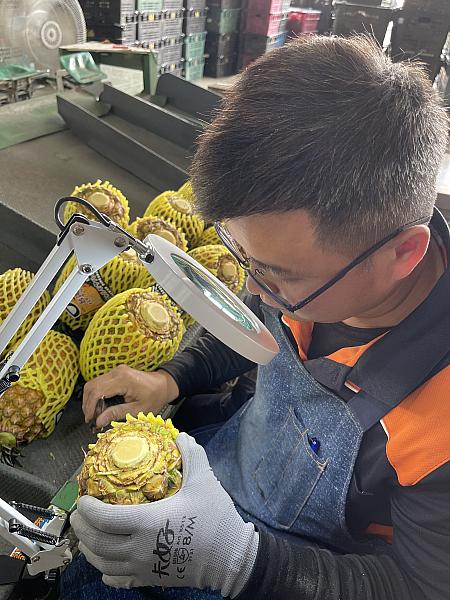 しっかり選びぬいた最高の台湾パイナップルだけをお届けします！
