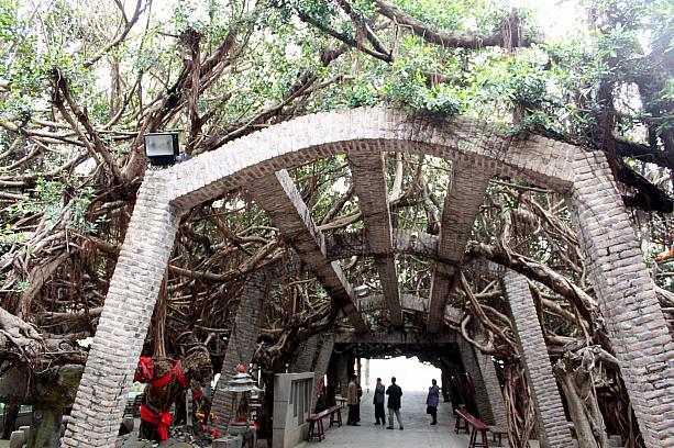 樹齢360年の「通梁ガジュマル」。神木として崇められています