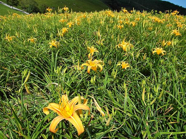 天気がいい時に見る金針花はやっぱりキレイです～！太麻里と六十石山。両方ともオレンジの絨毯！と言われる金針花畑とはいきませんでしたが、はるばる見に来た甲斐がありました～