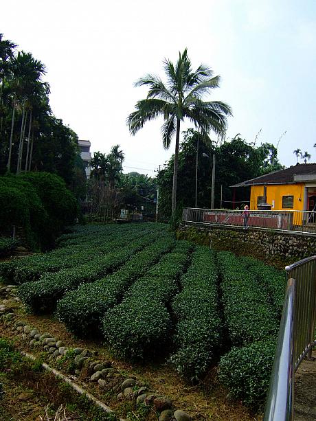 民家と民家の間の狭い土地にも、所狭しと茶樹が植わっています。