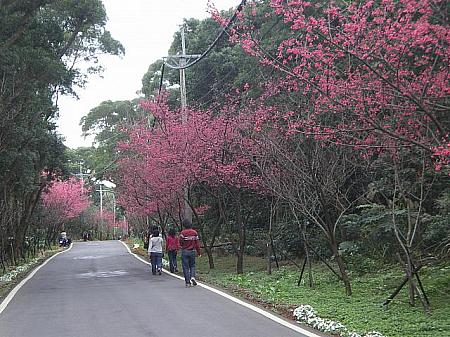 淡水樹興区の北四路には桜花大道があり、やはり開花は2月になります