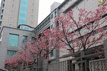 2月の初旬に、忠孝東路四段553巷の刑事局前の桜が開花しました