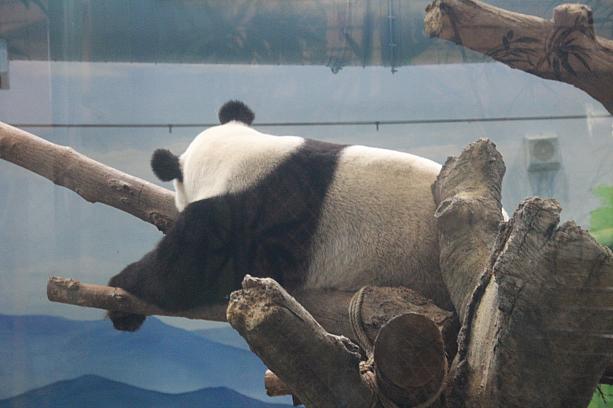 台北動物園のパンダと言えば、こんな風にいつも寝ているイメージですが・・・