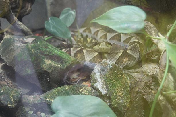 雨から逃げるため室内展示「兩棲爬蟲動物館」に入ったらなんと！！パイワン族に崇拝されている幻の蛇「百歩蛇」がいました！しかも脱皮したてで、その皮も見られました。超興奮！