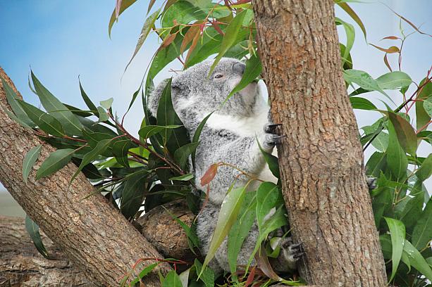 ナビ個人的に大好きなコアラを見て興奮！ず～っと葉を食べていたコアラくんの横には・・・
