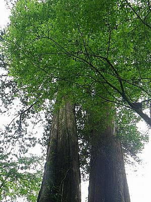 見上げる巨木。まるで屋久島？樹齢は1500年と900年！