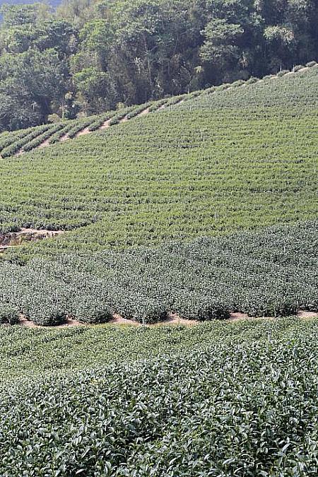 阿里山ウーロン茶畑