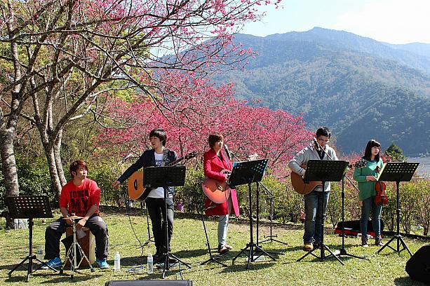 櫻花季（桜フェスティバル）中には毎日9:30～10:30、14:30～15:30に音楽会が開かれます♪