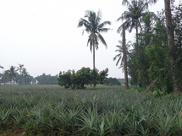 南国屏東ならではの、熱帯植物の生い茂る光景が広がります。これは農場で栽培している有機パイナップル畑です。