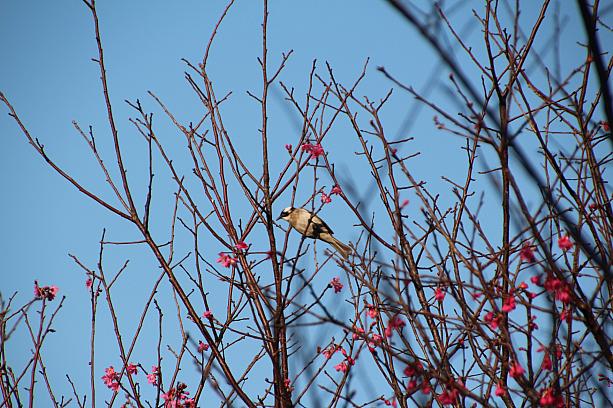 なんと、白頭翁（日本語でムクドリ）でした！山桜の蜜に惹かれて、集まっていたのでした～！