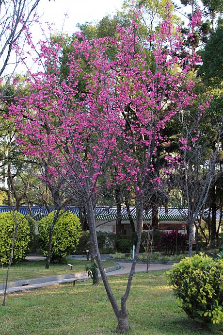 ムクドリに驚いていたナビですが、そうでした、今朝は桜を撮影に来たのでした