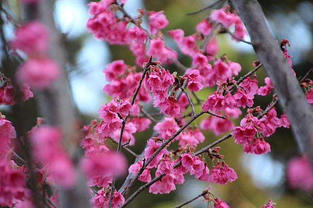ついさっき、梅が薔薇科というのを知ったのですが、山桜や吉野さくらも薔薇科と公園内の標識に書いてあります