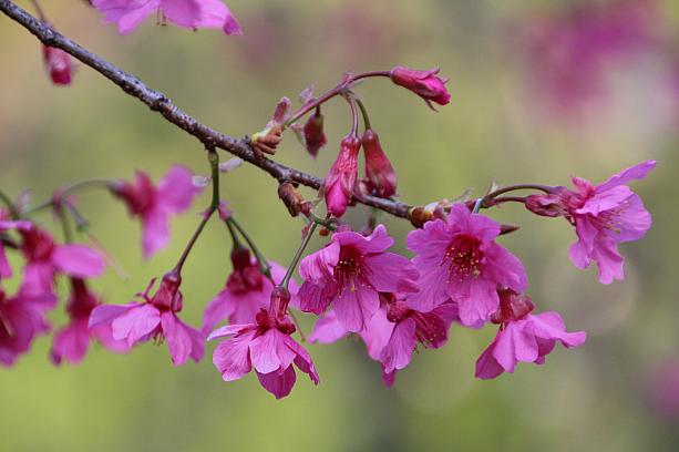 この色の濃い山桜、美しいと言うより、可愛いが似合います