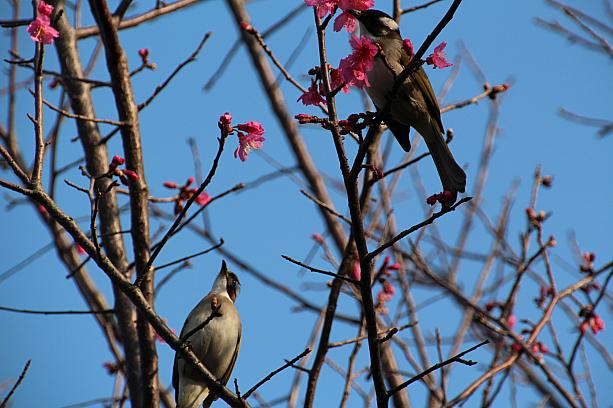 ムクドリはつがいで行動することも多いそうで、こちらはオスとメス？かも、仲良く並んで桜をついばんでいました