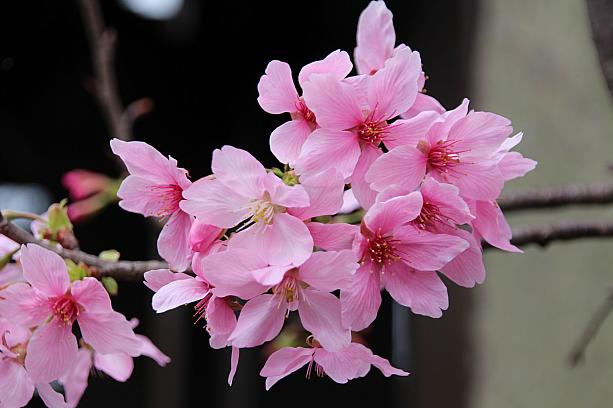 ピンク色の桜もきれいですが、