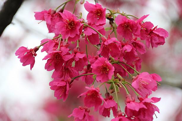 台湾桜は、やはり山桜ですね