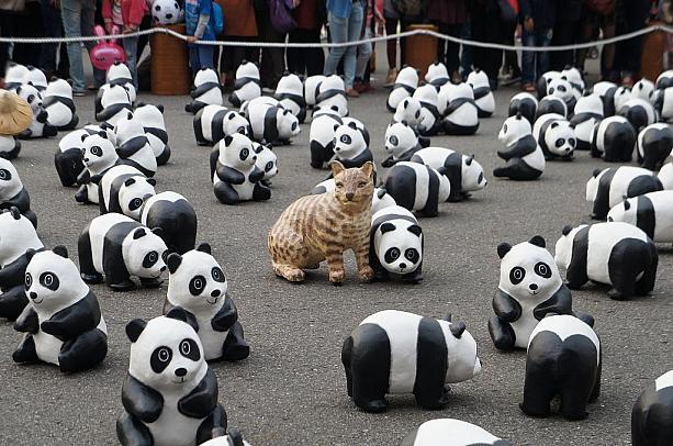 パンダ以外にも台湾の保護動物である台湾雲豹や
