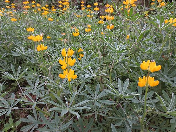 日本語名は、「ルピナス」です。花言葉は、「あなたは私の安らぎ」「いつも幸せ」「母性愛」だそうです。今は、黄色の花が咲いていますが、もうすぐ紫色も咲きそうでしたよ。来週あたり満開になるかもしれません。ぜひ足を運んでみてくださいね！