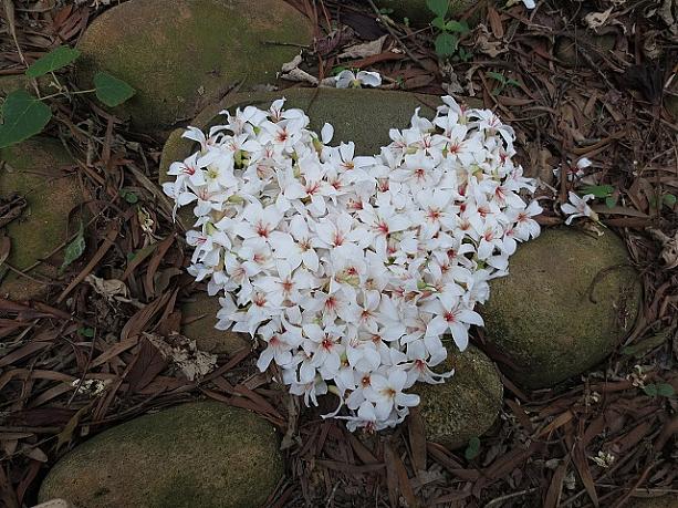 さっそく、花びらをかき集めてハート型を作ってみました！油桐花の花言葉は「嬉しさ」、「初恋」だそうです。ロマンチックですね♪