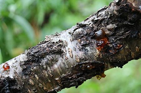 ナビは作業途中に、木にぶよぶよとしたゼリーみたいなものが付いているのを発見。これは、木からでる蜜で、木が病気にかかっている証なのだとか。ここは完全無農薬なので、病気になるのもある程度仕方がないことのよう。