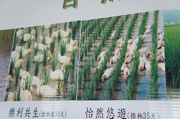 これは自然農法で作られている米で、鴨が害虫を食べてくれるんです。働き者の鴨ちゃんです