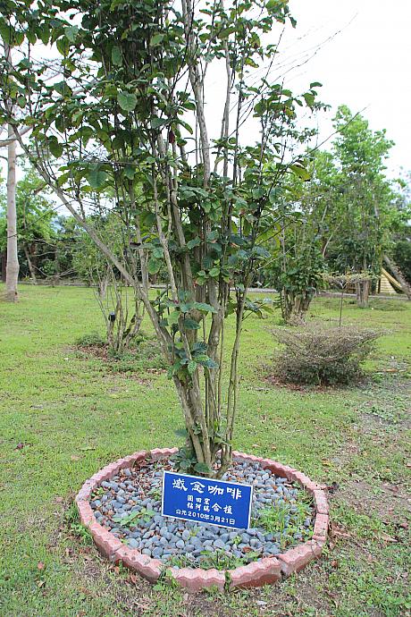 2010年、園田正二氏の御子息が記念のコーヒー樹を「東昇茶行」の樹園に植えられました