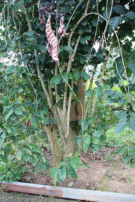 大きなこちらはロブスタ豆の樹で