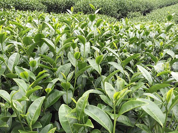 お店では、茶葉の無農薬栽培にも取り組んでいて、農薬検査、測定ができるように資格と設備もそろえているそうです。安心しておいしいお茶を味わうことができますね～。