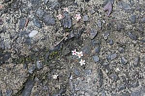 ミニ油桐花のようなこのお花は酸藤の花なんです！