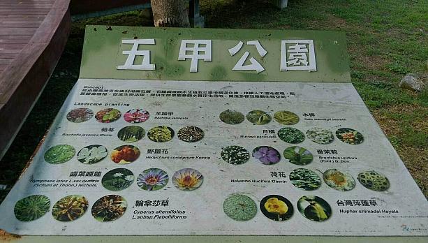 公園内には植物の説明が<br>植物鑑賞も楽しそうですね