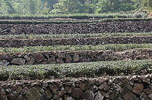 石畳と茶畑
