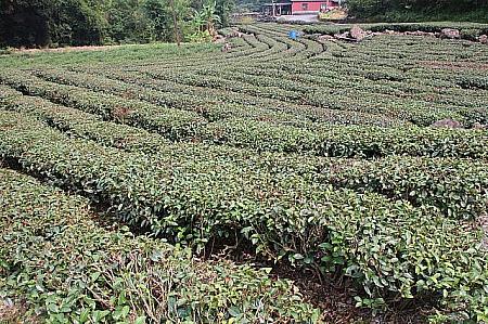 きれいな茶畑が広がっています