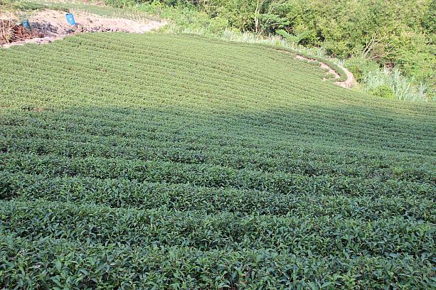 茶農家でお茶と茶餅作り、坪林歩道でディープな体験の旅 茶摘み お茶 包種茶 ウーロン 産地 体験 茶葉料理 古道 散歩自然