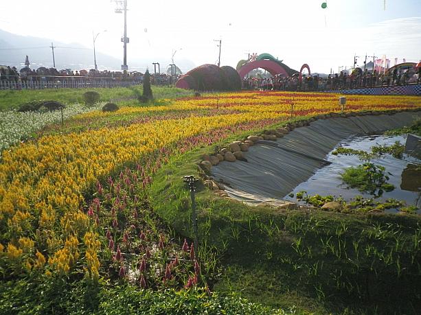 台中市中部の山の方にある新社は、花の栽培地として有名な場所。オンジューム（文心蘭）やユリの栽培で、花を輸出に乗り出す第一歩となったのもここ新社です。