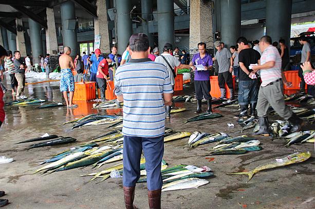 台湾東部の成功港で、カジキの競りに熱くなりました。 カジキ カツオ マグロ 漁港 イルカ 海刺身