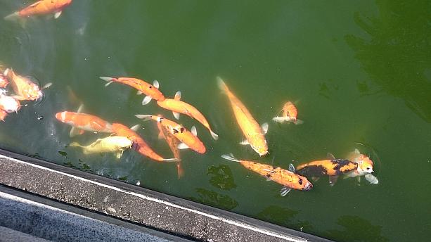 広場前には、鮮やかな色の鯉たちが元気良く泳ぐ池があります